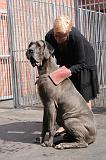 BAIN - DOGUE ALLEMAND 053